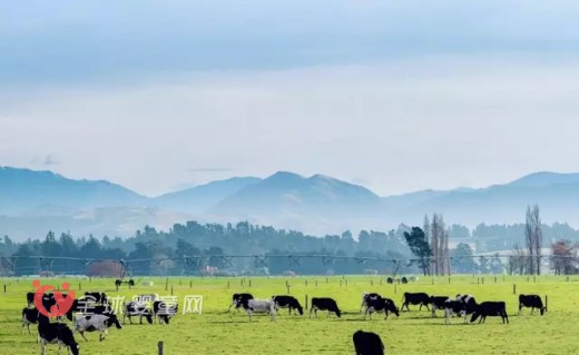 澳優(yōu)乳業(yè)攜手新西蘭Westland 為美納多增添海外支點