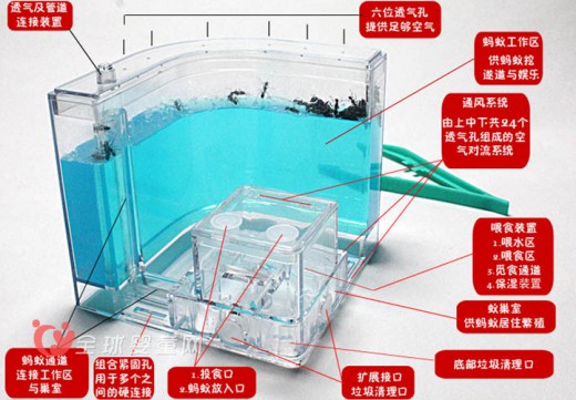 螞蟻工坊寵物螞蟻家園    人類與螞蟻親密接觸的橋梁