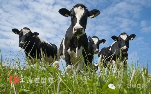 原奶价格持续下滑严重 新一轮鲜奶危机蔓延到大规模牧场