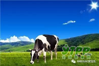 安宝乐：中澳全产业链自有澳洲牧场  保障奶粉质量