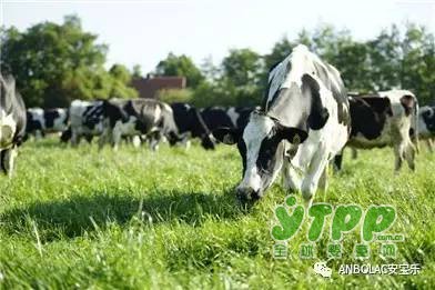 安宝乐：中澳全产业链自有澳洲牧场  保障奶粉质量
