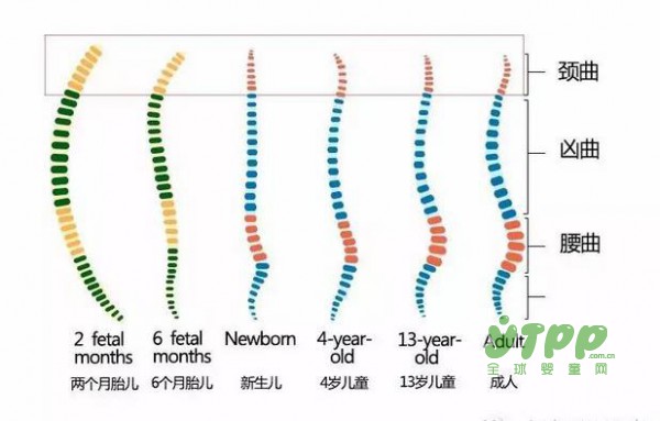 對于嬰兒 家長們到底要不要給他睡枕頭？