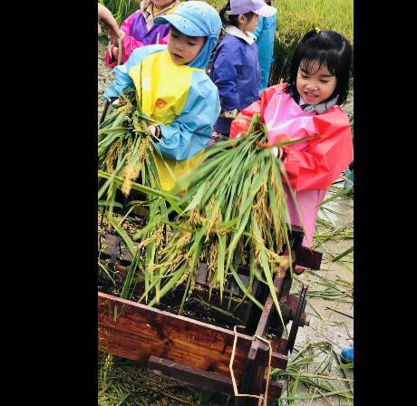 幼兒園組織小朋友割水稻你怎么看    兒童安全是首位