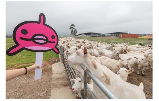 京东海囤全球“溯源检查团”  到访澳洲著名羊奶粉品牌Bubs的牧场