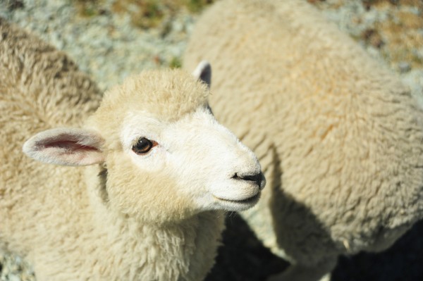 羊奶粉宝宝的优质口粮  羊100品质值得信赖