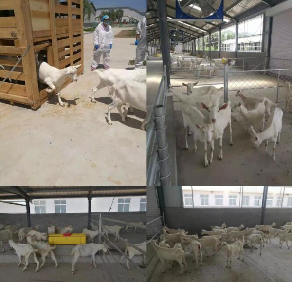 和氏乳业最新事件：明星羊今日正式入住和氏奶山羊生态养殖场