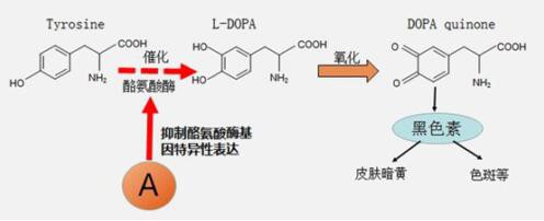 Noblemate諾培美白芙丸：天然健康飲食開(kāi)啟美白新紀(jì)元