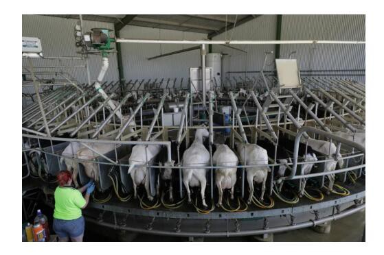 澳洲Bubs羊奶粉包装升级焕新，领军羊奶行业