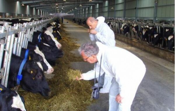 一景乳业为防控疫情加油添力 每天5000份牛奶送到防疫一线
