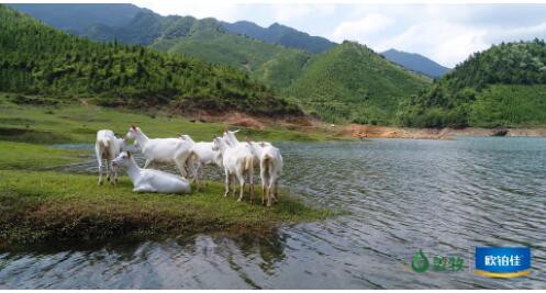 羊奶粉選哪個(gè)品牌好？歐鉑佳羊奶粉 全鏈營(yíng)養(yǎng)更安全 幼兒配方羊奶粉中的佳選