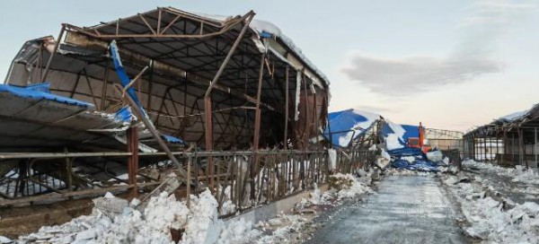 通辽地区遭受暴雪影响  蒙牛集团陆续投入扶持资金近1亿元帮扶合作伙伴渡过难关