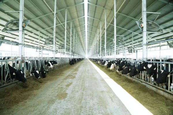 衡水全力推进奶业振兴 全市奶牛规模养殖场达54家