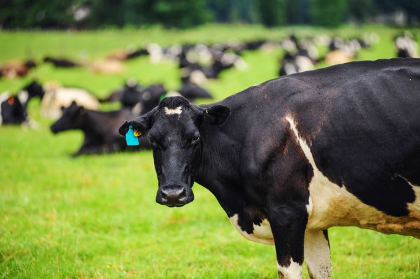 揭开奶牛营养科学家的神秘面纱    奶牛营养需要量及消化代谢生理数据的完善