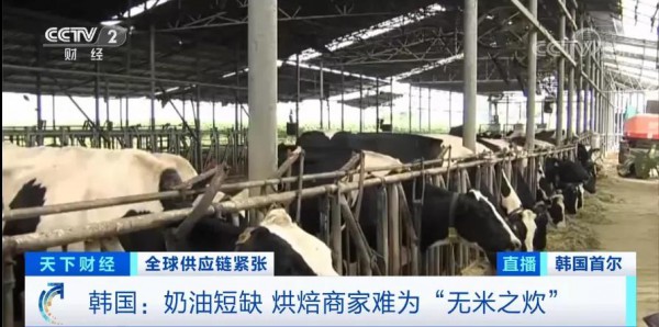 韩国夏秋季节大量奶牛中暑死亡   韩国奶油供应紧张的情况或将持续到明年春天