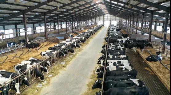 宜品乳业正式宣布：全资收购国家级青岛奥特种羊场