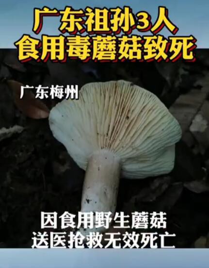 广东祖孙3人食用毒蘑菇致死   儿童食用野生菌中毒会有哪些症状