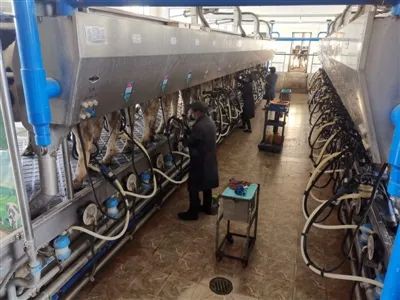 饲养成本增加 鲜奶销售持续低迷 榆林这家奶牛养殖场该何去何从？