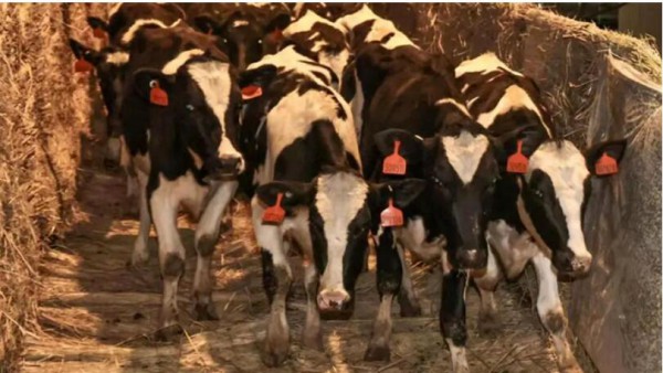 5000头奶牛漂洋过海来落户！为江苏奶业振兴和农业现代化贡献农垦力量。