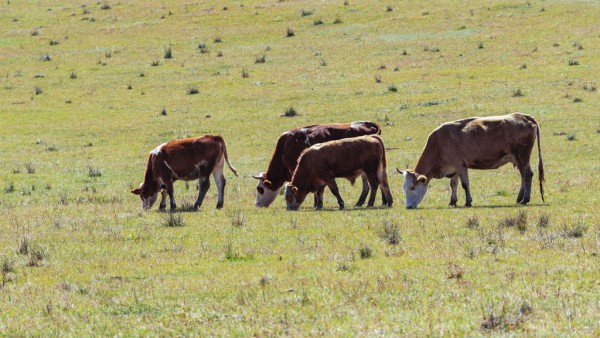 牛羊打嗝需收费？新西兰或成首个让农民为牲畜排放物付费的国家