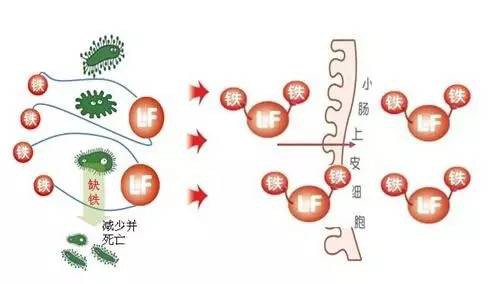 为什么乳铁蛋白这么贵？说是新生儿的保护伞？