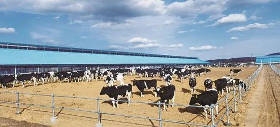 朴诚牧业承德万头奶牛养殖项目配套设施建设中