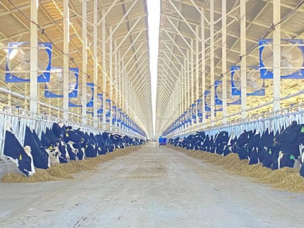 中国乳业产业园建设进行时-“蒙牛模式”推进中国乳业产业园建设高质量发展