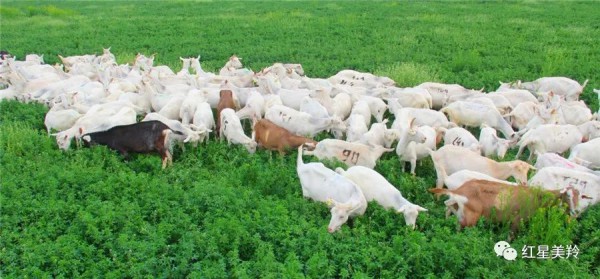 红星美羚“三重监测” ， 打造高品质羊奶粉