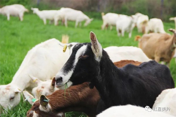 红星美羚“三重监测” ， 打造高品质羊奶粉