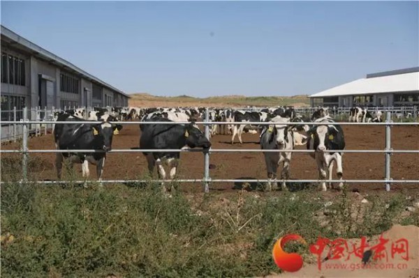优然牧业武威牧场：打造典范牧场 助推甘肃百亿奶业产业发展