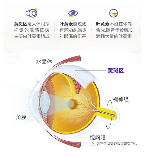 日常用眼又酸又澀，但這種護(hù)眼食物，70%的人都沒(méi)吃夠！