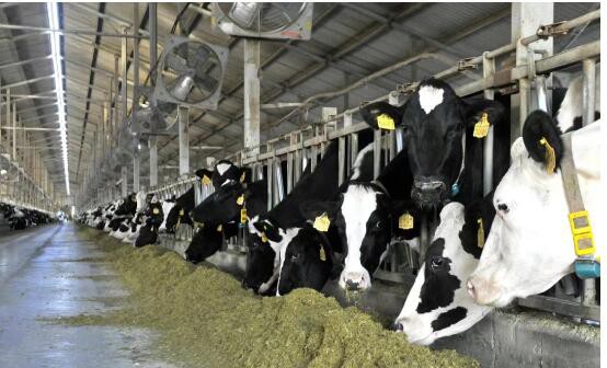 宁垦乳业规模牧场成母牛单产突破14吨