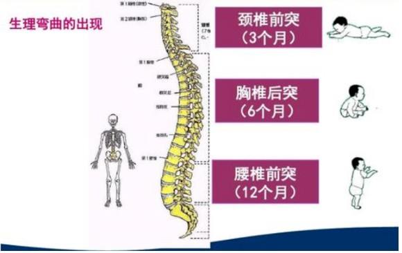 五個(gè)月寶寶的發(fā)育標(biāo)準(zhǔn)、具備哪些能力？來看看你家娃達(dá)標(biāo)了嗎