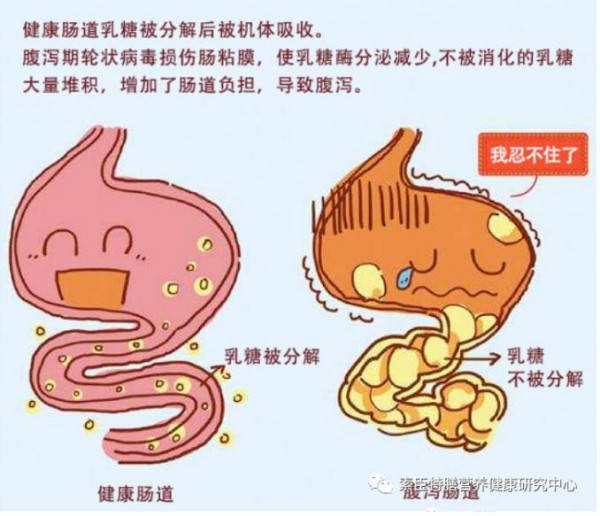 乳糖酶的自我介紹與食用方法