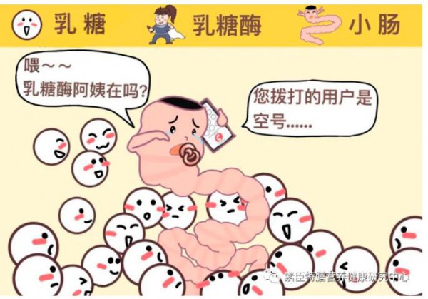 乳糖酶的自我介紹與食用方法