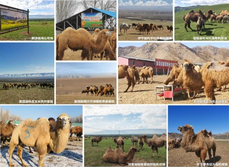 伊犁雪莲乳业骆驼养殖基地有哪些  驼牧尔骆驼奶粉加盟流程